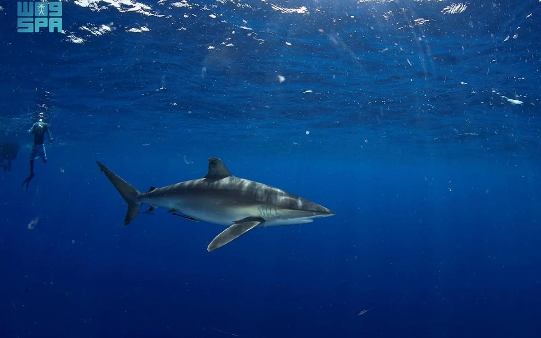 تجربة الغوص مع أسماك القرش