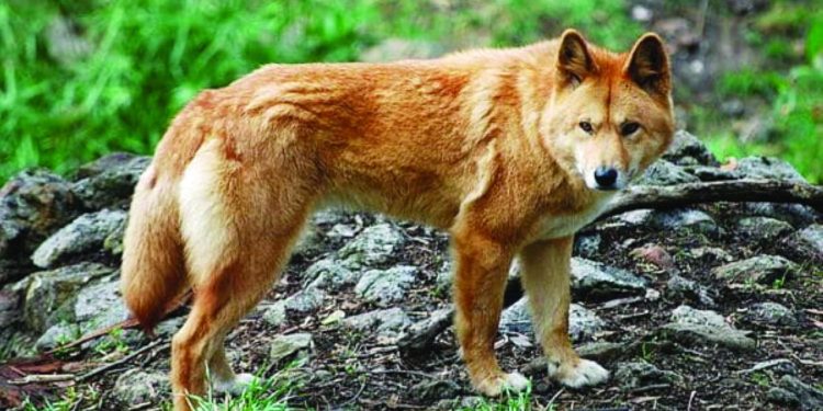 كلاب الدنغو