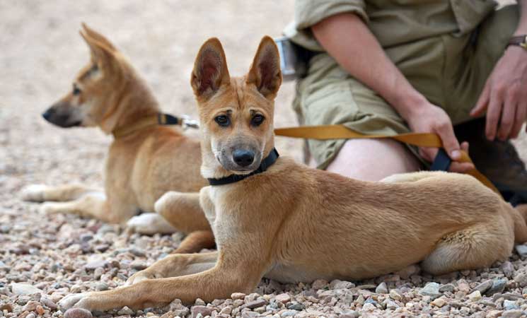 كلاب الدنغو