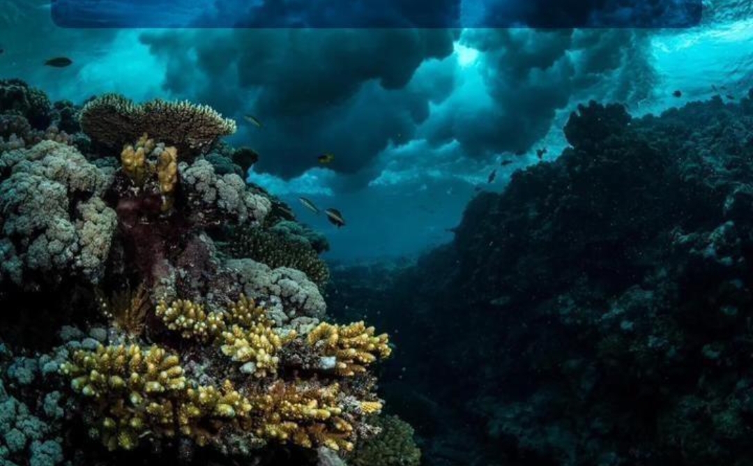 L’Arabie saoudite accueillera le premier Sommet mondial sur les récifs coralliens