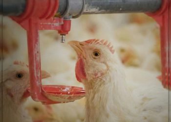 قفزة نوعية في قطاع الدواجن بالمملكة وارتفاع إنتاج الدجاج اللاحم إلى 1.2 مليون طن