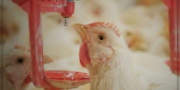 قفزة نوعية في قطاع الدواجن بالمملكة وارتفاع إنتاج الدجاج اللاحم إلى 1.2 مليون طن