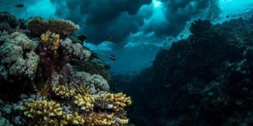 السعودية تستضيف القمة العالمية الأولى للشعاب المرجانية