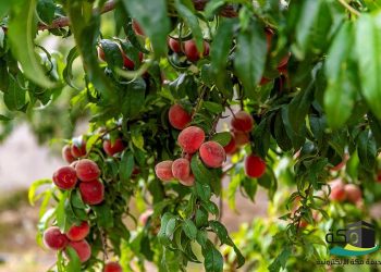 لماذا تُعد المزارع السياحية في الباحة الوجهة الشتوية المثالية؟