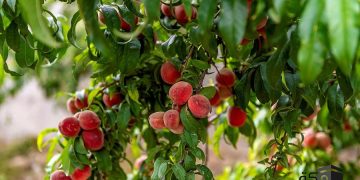 لماذا تُعد المزارع السياحية في الباحة الوجهة الشتوية المثالية؟