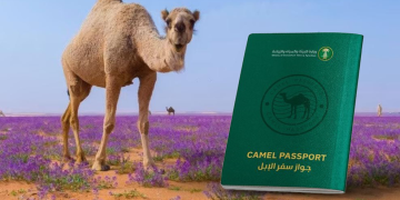 كيف يساهم “جواز سفر الإبل” في توثيق الهوية وتحسين الخدمات بالسعودية؟ 