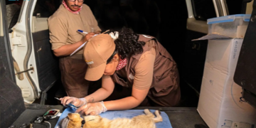 إنجاز عالمي لمحمية الأمير محمد بن سلمان الملكية في تتبع «شبح الصحراء»