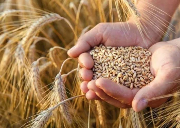 الهيئة العامة للأمن الغذائي ترسي 794 ألف طن قمح مستورد