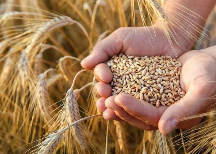 الهيئة العامة للأمن الغذائي ترسي 794 ألف طن قمح مستورد