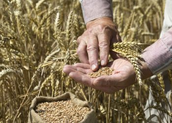 أسعار القمح