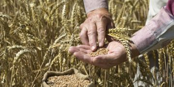 أسعار القمح