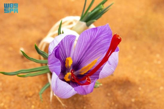 إنجاز سعودي