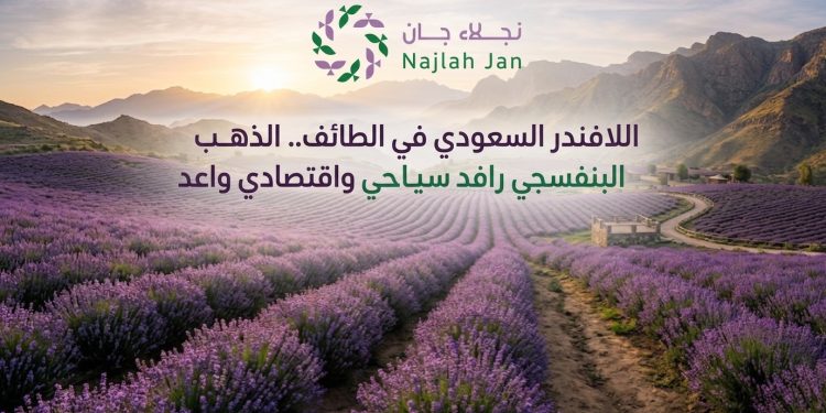 اللافندر السعودي