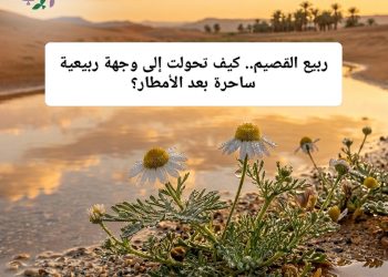 ربيع القصيم.