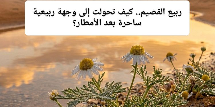 ربيع القصيم.