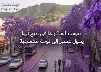 موسم الجاكرندا في ربيع أبها..عسير تتحول إلى لوحة بنفسجية ساحرة