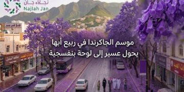 موسم الجاكرندا في ربيع أبها..عسير تتحول إلى لوحة بنفسجية ساحرة