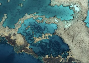 البحر الأحمر الدولية تستهدف زيادة 30% في التنوع الحيوي بحلول 2040