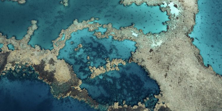 البحر الأحمر الدولية تستهدف زيادة 30% في التنوع الحيوي بحلول 2040