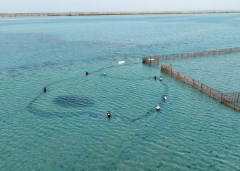 موسم الحريد في فرسان 2026… تجربة بحرية فريدة تجمع الزوار مع الطبيعة البحرية