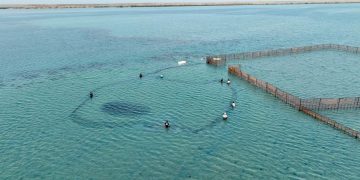 موسم الحريد في فرسان 2026… تجربة بحرية فريدة تجمع الزوار مع الطبيعة البحرية