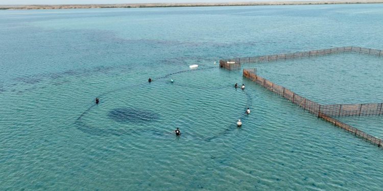 موسم الحريد في فرسان 2026… تجربة بحرية فريدة تجمع الزوار مع الطبيعة البحرية