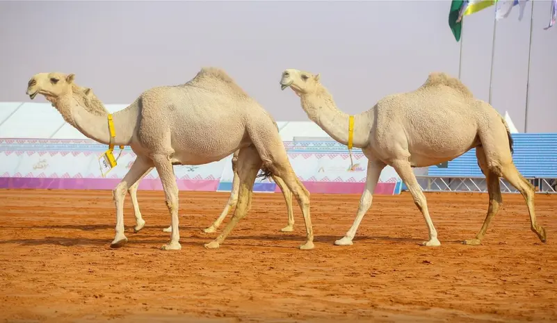 مدينة الإبل الصناعية الذكية