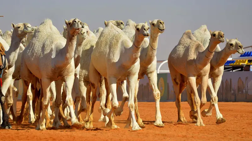 مدينة الإبل الصناعية الذكية