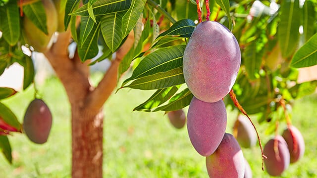 مهرجان المانجو في جدة